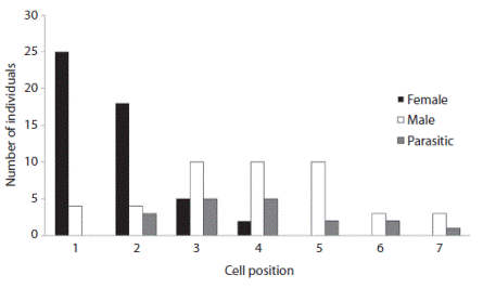 Distribution of males, females and parasites with regard to the position of cells, demonstrating protandry in Centris (Hemisiella) dichrootricha.