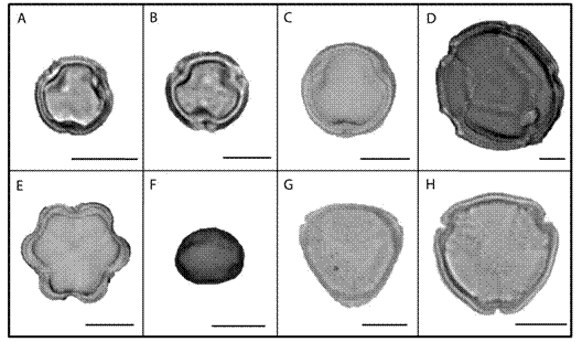 The pollen types used most frequently by Centris (Hemisiella) dichrootricha in November and December 2012: (A) 
 Byrsonima 
 rotunda (Malpighiaceae); (B) 
 Byrsonima crassifolia (Malpighiaceae); (C) 
 Byrsonima 
 spicata (Malpighiaceae); (D) 
 Heteropterys sp; (Malpighiaceae); (E) 
 Mouriri elliptica (Melastomataceae); (F) 
 Brosimum sp. (Moraceae); (G) 
 Eugenia sp. (Myrtaceae); and (H)
 Ouratea castaneifolia (Ochnaceae) (scale: 10 μm).