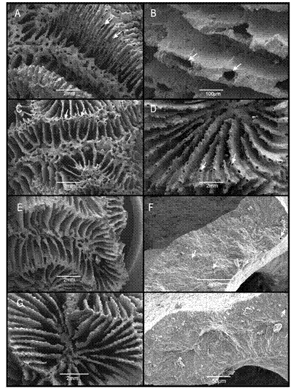 Scanning electron microscopy images that exhibit damage of corallite and septa of Pseudodiploria colonies collected in the VRSNP; Samples from nearshore reefs: Gallega (A-B) and Galleguilla (C-D). Samples from offshore reefs: Isla de Enmedio (E-F) and Isla Verde (G-H). White arrows indicate internal damage (perforations) of the skeletal structure.