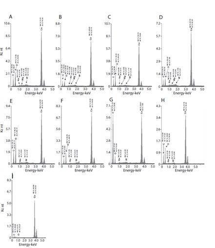 A chemical microanalysis from colonies of Pseudodiploria from VRSNP. A) Carbon; B) Oxigen; C) Clacium; D) Tungsten. (a) Concentration of tungsten inside of the perdorations and (b) outside of the perforations. All units are in percent.