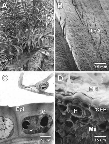 A) Planta de Bactris gasipaes var. Diamantes-10. B) Superficie abaxial de la hoja mostrando tricomas alargados en la zona costal e intercostal. C) Primera capa de c&eacute;lulas epid&eacute;rmicas (superficie adaxial) del foliolo, se observa el contenido de las c&eacute;lulas epid&eacute;rmicas. D) Superficie adaxial del foliolo mostrando capa de cera epicuticular, c&eacute;lulas epid&eacute;rmicas e hipod&eacute;rmicas y hacia el interior mes&oacute;filo. (TRA: Tricomas alargados espinescentes, EPI: Cera epicuticular, PC: Pared Celular, P: Protoplasto, H: Hipodermis, CEP: C&eacute;lulas epid&eacute;rmicas, Ms: Mes&oacute;filo).