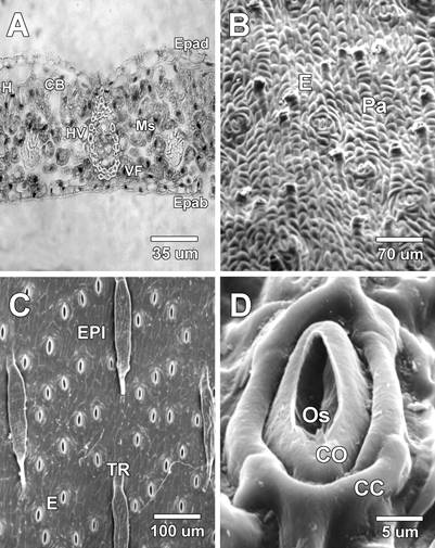 A) Micrograf&iacute;a de luz del corte transversal del foliolo mostrando las dos capas epid&eacute;rmicas, varios haces vasculares y los tejidos clorenquim&aacute;ticos. B) Superficie adaxial del foliolo mostrando las estructura de las c&eacute;lulas epid&eacute;rmicas y aproximadamente 15 estomas (en ese campo). C) Superficie abaxial mostrando un tipo de tricoma aparentemente multicelular y 55 estomas en ese campo. D) Estoma, se observa el ostiolo, las c&eacute;lulas oclusivas y tres c&eacute;lulas subsidiarias. (Epad: Epidermis adaxial, EPI: Cera epicuticular, Epab: Epidermis abaxial, CB: C&eacute;lula buliforme, H: Hipodermis, E: Estoma, VF: Vaina de Fibras, HV: Haz vascular, Ms: Mes&oacute;filo, Os: Ostiolo, CO: C&eacute;lulas oclusivas, CC: C&eacute;lulas compa&ntilde;eras).