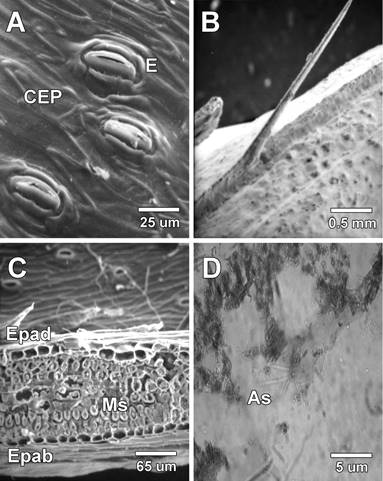 A) Superficie abaxial de la l&aacute;mina foliar, se observa estomas y la ornamentaci&oacute;n sinuosa de las c&eacute;lulas epid&eacute;rmicas. B) Espina sobre la vena central del foliolo. C) Corte transversal de la l&aacute;mina se observa ambas epidermis, adaxial y abaxial, se observan las c&eacute;lulas de par&eacute;nquima. D) Micrograf&iacute;a &oacute;ptica, presenta una secci&oacute;n de un corte transversal de la l&aacute;mina y muestra varias astroesclereidas. (Epad: Epidermis adaxial, Epab: Epidermis abaxial, CEP: Cera epicuticular, E: Estoma, Ms: Mes&oacute;filo, As: astroesclereida). 
