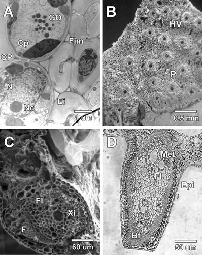 A) Micrograf&iacute;a de transmisi&oacute;n mostrando una secci&oacute;n de un corte transversal, se notan c&eacute;lulas del mes&oacute;filo con amplios espacios a&eacute;reos, junto a estas se observa fibras con protoplasto. B) Corte transversal del raquis (vena central) de la l&aacute;mina foliar, se observa varios haces vasculares. C) Corte transversal de la vena central del foliolo, se observa vasos del meta y protoxilema, c&eacute;lulas del floema, la banda de fibras que rodea el haz y las c&eacute;lulas epid&eacute;rmicas. D) Micrograf&iacute;a &oacute;ptica de un corte transversal de la vena central, se observa las mismas estructuras de la foto c, pero en esta se nota claramente la vaina de fibras que rodea el haz. (GO: Gl&oacute;bulos osmeof&iacute;licos, CP: Cloroplasto, Cp: C&eacute;lulas de parenquima N: N&uacute;cleo, Nc: Nucl&eacute;olo, Ei: Espacio intercelular, Fim: Fibras inmaduras, Epi: Cera epicuticular. HV: Haz vascular, P: Parenquima, Fl: Floema, Met: Metaxilema, F: Fibras, Xi: Xilema, Fl: Floema, CC: C&eacute;lulas compa&ntilde;eras). 