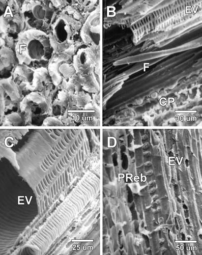 A) Vaina de tejido esclerenquim&aacute;tico (fibras) que rodean el haz vascular. B) Fibra con extremo aguzado junto a un vaso de metaxilema con paredes con ornamentaciones escalariformes. Tambi&eacute;n se observa algunas c&eacute;lulas de forma m&aacute;s regular que podr&iacute;an corresponder a c&eacute;lulas de par&eacute;nquima. C) Xilema. Un vaso de metaxilema y protoxilema con paredes con ornamentaci&oacute;n escalariforme. D) Puntuaciones rebordeadas de una traqueida. (PReb: Puntuaciones rebordeadas, F: Fibras, EV: Elementos de los vasos, CP: C&eacute;lula de Par&eacute;nquima) 