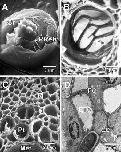 A) Puntuaci&oacute;n rebordeada, se observa en el interior un grupo de cristales. B) Placa perforada escalariforme de un elemento de los vasos del metaxilema. C) Se observa el floema en la parte superior de los vasos del protoxilema, se observa c&eacute;lulas de los elementos cribosos con la respectiva c&eacute;lula compa&ntilde;era y se nota tambi&eacute;n c&eacute;lulas de par&eacute;nquima. D) Micrograf&iacute;a electr&oacute;nica de transmisi&oacute;n mostrando el floema de un haz vascular, se nota las c&eacute;lulas compa&ntilde;eras y varios elementos cribosos, entre dos elementos cribosos se observa la placa cribosa. (Fl: Floema, Cr: Cristales, PReb: Puntuaci&oacute;n rebordeada, Pp: Placa perforada, Pt: Protoxilema, Met: Metaxilema, P: Parenquima, ETC: Elementos de los tubos cribosos, PC: Placa cribosa, CC: C&eacute;lulas compa&ntilde;eras). 