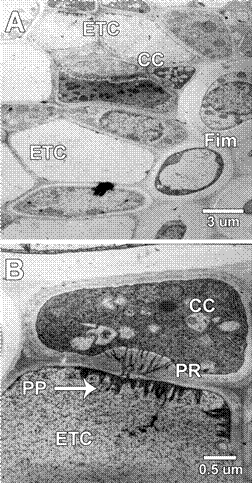 Floema. A) Se observa los diferentes componentes de este tejido, varios elementos de los tubos cribosos algunos con filamentos de P-prote&iacute;na. Se nota algunos elementos de los tubos cribosos inmaduros, c&eacute;lulas compa&ntilde;eras con campos de puntuaciones y tambi&eacute;n se observa algunas fibras con protoplastos. B) Elemento criboso junto a la c&eacute;lula compa&ntilde;era, se observa los plasmodesmos ramificados entre ellos y en la pared del elemento criboso se nota filamentos de P-prote&iacute;na. (Fim: Fibras inmaduras, PP: Prote&iacute;na P, PR: Plasmodesmos ramificados, ETC: Elementos de los tubos cribosos, CC: C&eacute;lulas compa&ntilde;eras).