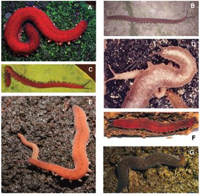 Graphic catalogue of all described species of Costa Rican Onychophora. A. 
 P. solorzanoi, photograph by Alejandro Sol&oacute;rzano; B. 
 E. isthmicola, by Adri&aacute;n Cabrera, C. 
 P. ruber, by Bernal Morera-Brenes, D. 
 E. hilkae, by Hilke Ruhberg; E. 
 P. hitoyensis, by Georg Mayer, F. 
 E.biolleyi, by Bernal Morera-Brenes; and G. 
 M. cf. valerioi, by Jos&eacute; Barquero-Gonz&aacute;lez.