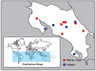 Localities of all reported Onychophorans from Costa Rica, and geographic world band where the phylum currently exists.