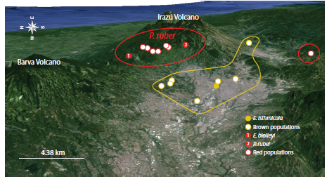 Distribution of Onychophoran species found around the central volcanic complex in Costa Rica.
