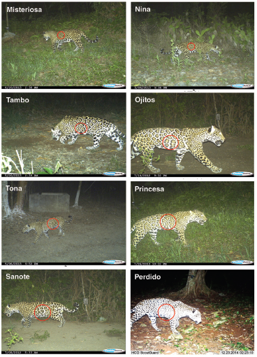 Jaguar with spots pattern, allowing identification in the Township of Gómez Farias in El Cielo Biosphere Reserve, Tamaulipas, Mexico.