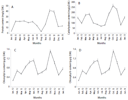 Seasonal behavior of primary metabolites of Thalassia testudinum. A: soluble protein content; B: non-structural carbohydrates content; C: chlorophyl a content; D: chlorophyl b content.