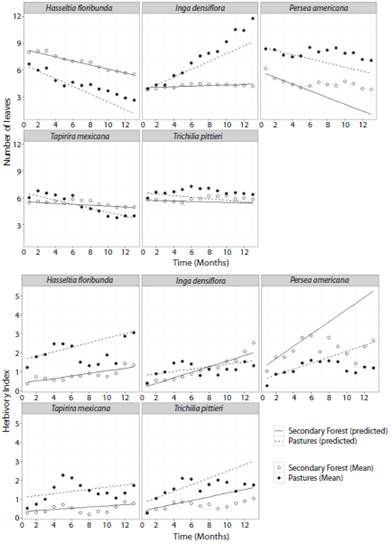 Monthly means of number of leaves and the index of herbivory for seedlings of five tree species growing in the understory of secondary forest and in pastures during 13 months. Lines represent predicted values according to mixed models.
