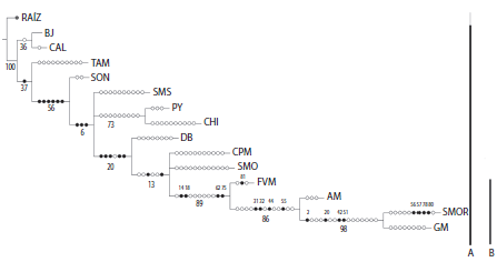 Strict consensus cladogram with biogeographical relationships within snakes’ distribution in Hidalgo. BJ= Baja California, CAL= California, TAM= Tamaulipas, SON= Sonora, SMS= Sierra Madre del Sur, PY= Yucatán Peninsula, CHI= Chiapas, DB= Balsas Basin, CPM= Mexican Pacific Coast, SMO= Sierra Madre Occidental, FVM= Transmexican Volcanic Belt, AM= Mexican Plateau, SMOR= Sierra Madre Oriental y GM= Mexican Gulf. Clade A includes the 14 mexican provinces, clade B shows relationships of the provinces in Hidalgo. Black circles indicate sinapomorfies for the generalized tracks: 14=
Crotalus aquilus, 18= Crotalus ravus, 61= Storeira hidalgoensis, 75= Thamnophis sumichrasti,
31
= Geophis mutitorques, 32=Geophis semidoliatus,
44
= Micrurus tener,
55
= Rhadinea gaigeae,
2
= Agkistrodon taylori,
20
= Crotalus totonacus,
42
= Micrurus bernadi,
51
= Pliocercus elapoides,
56
= Rhadinaea marcellae,
57
= Rhadinaea quinquelineata,
78
= Chersodromus rubriventris
80
= Geophis turbidus
81
= Lampropeltis ruthveni, white circles indicate homoplasies. Bootstrap values are shown below nodes.