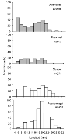 Ocypode quadrata. Length frequency (pooled data) at four beaches of the Mexican Caribbean. Grey bars represent highly disturbed beaches, and white bars represent beaches with higher conservation values.