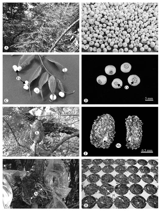 Phyllonoma laticuspis. Propagation and morphological data. A. Shrub with abundant side branches (Br). B. Variability in fruit size. C. Leaves with epiphyllous infructescences (Ei) at the base of acumen. D. Fruits crowned by calyx residues (Cr). E. Air layer (L). F. Seeds showing the mycropilar zone (Mz) and the rough seed coat. G. Adventitious roots (Ar) in 4 000 ppm layering with IBA and four months of treatment. H. Transplanted seedlings (Pl).