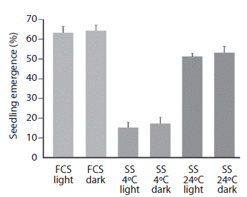 Emergence of seedlings from freshly collected seeds (FCS) of P. laticuspis and seeds stored (SS) for three months at 4 °C or 24 ± 2 °C, germinated under light and dark conditions. The germination temperature was 24 ± 2 ºC. Mean ± standard deviation (ANOVA, P35,5 > 0.0001).