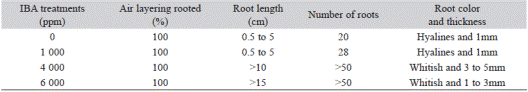 Effect of IAB on the rooting and root characteristics of P. laticuspis air layers, at four months after application