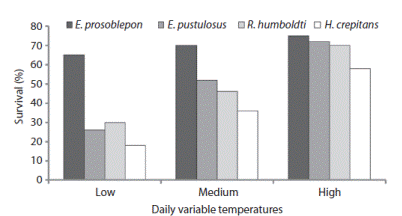 Accumulated survival for metamorphs of the four study species raised from embryos under three daily variable temperatures.