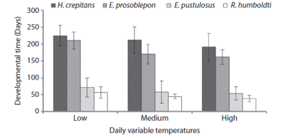 Mean of developmental time for metamorphs of the four study species raised from embryos under three daily variable temperatures. Bars represent the standard deviation.
