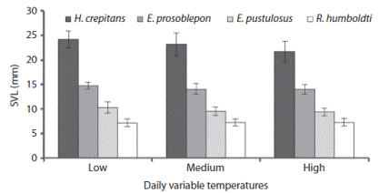 Mean of snout-vent-length (SVL) for surviving metamorphs of the four study species raised from embryos under three daily variable temperatures. Bars represent the standard deviation.