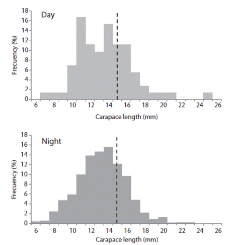 Carapace Length frequency distributions of Farfantepenaeus duorarum during the day (n=72) and night (n=1 250) samplings. Vertical dashed lines divide juveniles (< 15 mm CL), and subadults (&ge;15 mm CL).