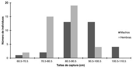 Sexual proportion by size of Tylosurus pacificus in Utr&iacute;a Park between April 2008 and February 2009. Females in gray and Males in black (n=73).