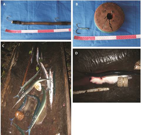 Fishing of Tylosurus pacificus during the spawning event in Utr&iacute;a Park; A) hook and B) fishhook used to catch individuals; C) and D) individuals on a boat after being captured, some releasing their sexual products.