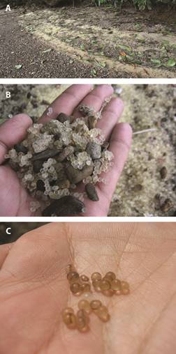 Eggs of Tylosurus pacificus on the spawning beach in Utr&iacute;a Park, A) eggs laid on a gravel beach in Utr&iacute;a inlet; B) eggs in an early stage of development; C) eggs in an advanced stage of development in which the embryo can be seen.