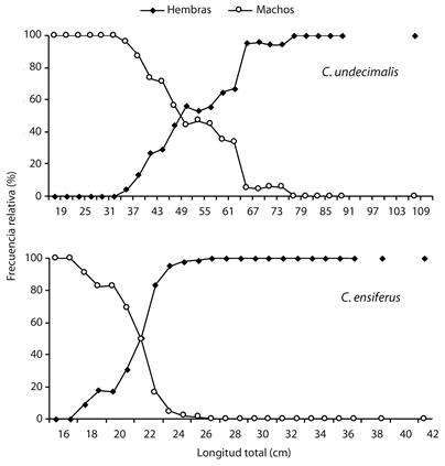 Sex ratio by length class of C. undecimalis y C. ensiferus in the Laguna de Tacarigua, Venezuela.