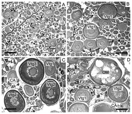 Histological sections of ovaries from Lachnolaimus maximus collected on Campeche Bank (Gabe and Martoja&rsquo;s onestep trichrome stain; scale bar = 200 microns). A) female in early developing reproductive sub-phase (30.6 cm FL), collected 16 Oct. 2013; B) female in developing reproductive phase (31.2 cm FL), collected 16 Oct. 2013; C) female in spawning capable reproductive sub-phase (27.8 cm FL), collected 15 Oct. 2013; and D) female in actively spawning reproductive sub-phase (20.6 cm FL), collected 22 May 2013. CA = cortical alveolar oocyte; PG = primary growth oocyte; OM = oocyte maturation (germinal vesicle breakdown and yolk coalescence); Vtg1 = primary vitellogenic oocyte; Vtg2 = secondary vitellogenic oocyte; Vtg3 = tertiary vitellogenic oocyte.