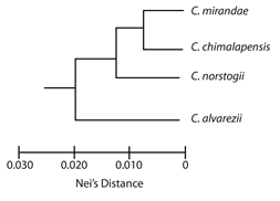Geographic distribution of Ceratozamia norstogii complex in southern Mexico.