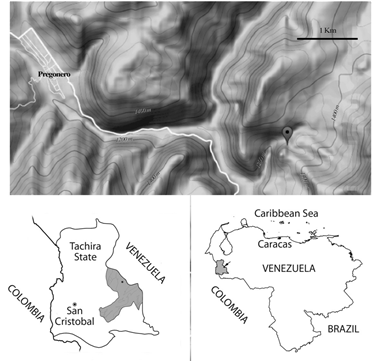 Location of the study area in the Venezuelan Andes. Top: area of Municipio Uribante indicating the location of Pregonero town and Cueva de Las Escaleras, topography according to RgoogleMaps (Loecher and Ropkins, 2015); bottomleft: map of Tachira State highlighting Municipio Uribante; bottom-right: map of Venezuela highlighting Tachira State.
