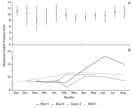 A. Average of maximum length of testes of adult males Artibeus amplus during the study, and B. Variation of maximum length of testes in four frequently-recaptured individuals (Blue 9, Blue 6, Green 2, and Red K) of Artibeus amplus.