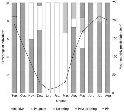 Reproductive condition of adult females of Artibeus amplus (n=91), based on external reproductive characteristics, captured in Cueva del Parque Las Escaleras during the study. Inactive (striped lines, ascend), pregnant (white), lactating (grey), and post-lactating (striped lines, descend). Solid line indicates precipitation (mm).
