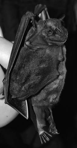 Female Artibeus amplus with an infant, captured at Cueva del Parque Las Escaleras on March 28, 2009. Note fingers of researcher as size reference.