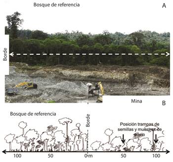 Bosque afectado por minería en Raspadura, Unión Panamericana, Chocó, Colombia: (A) zona afectada por minería y (B) esquema para la toma de muestras de lluvia de semillas y banco del suelo en las minas.