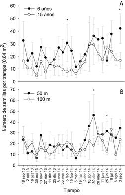 Dinámica de la lluvia de semillas en minas abandonadas de distintas edades (A) y a diferentes distancias desde el bosque adyacente (B) en Raspadura, Unión Panamericana, Chocó, Colombia. Los datos representan la media ± 2 error típico. Asteriscos (*) sobre los puntos indican diferencias estadísticamente significativas entre edades y distancias para algunos instantes temporales (HSD de Tukey, P < 0.05).