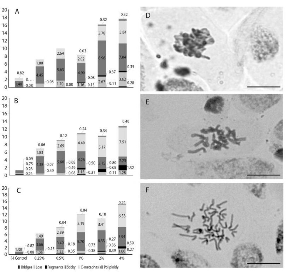 Chromosomal alterations in meristematic cells of roots tips from L. sativa after exposure to different concentrations of L. rufogrisea extracts The (-) control applied for aqueous (A) and hydroalcoholic (B) extracts was distilled water and for hexane (C) extract was the solution of 1.0 % Tween® 80 (v/v) with 0.5 % acetone (v/v) due to the low solubility of this extract in water. (D-F) The main observed chromosomal alterations observed: (D) sticky chromosomes/metaphases. (E) C-metaphases and (F) polyploid C-metaphases. The images were obtained on light microscope at oil objective with total magnification of 1 000 x. Bar = 10 mm.