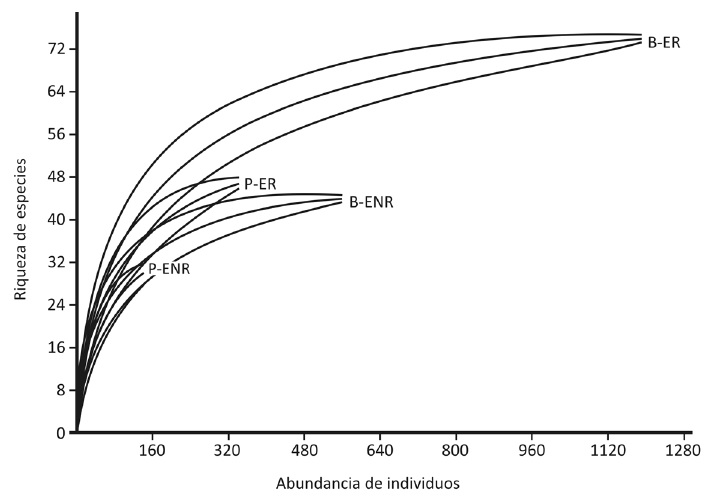 Rarefaction curves based on the abundance of individuals (confidence intervals of 95 %), comparing the number of species between forest (B) and grasslands (P) and between breeding season (ER) and non-breeding season (ENR) at rocky outcrops Paraje Tres Cerros, Corrientes, Argentina. References: B-ER = forest in the breeding season; B-ENR = forest in the non-breeding season; P-ER = pasture in the breeding season; P-ENR = pasture in the non-breeding season.