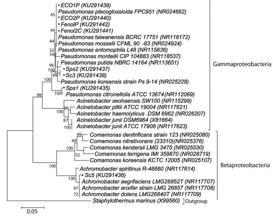An&aacute;lisis filogen&eacute;tico basado en las secuencias de 16S rDNA de las cepas degradadoras de fenol y especies relacionadas. El m&eacute;todo de Neightbour-Joining con el modelo de Kimura 2-parameter en MEGA7 fue empleado para la construcci&oacute;n del &aacute;rbol y los valores de bootstrap obtenido con 1 000 repeticiones se indican como porcentajes en los nodos. Fig. 1. Phylogenetic analysis based in 16S rDNA sequences of the phenol-degrading strains and related species. The Neightbour-joining method with Kimura 2-parameter model in MEGA7 were used for tree construction and bootstrap values obtained with 1 000 replications are indicated as percentage at the nodes.