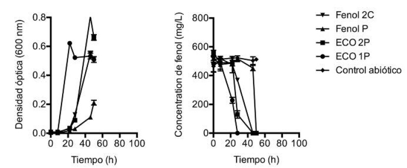 Cin&eacute;ticas de crecimiento (izquierda) y remoci&oacute;n de fenol (derecha) de las cepas recuperadas de biopilas a diferentes concentraciones de fenol: A) 500 mg / L, B) 800 mg / L y C) 1 200 mg / L. Las barras de error corresponden al desv&iacute;o est&aacute;ndar obtenido de an&aacute;lisis por triplicado. Control: control abi&oacute;tico de fenol. Fig. 2. Growth kinetics (left) and phenol removal (right) of strains isolated from biopiles at different phenol concentrations, a) 500 mg / L, b) 800 mg / L y c) 1 200 mg / L. Bars indicate standard deviation. Control: phenol abiotic control.
