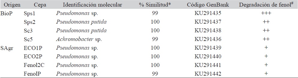 Cepas degradadoras de fenol aisladas de biopilas asociadas a hidrocarburos (BioP) y de suelos de cultivo agr&iacute;cola regados con aguas de re-uso de la industria petrolera (SAgr)
