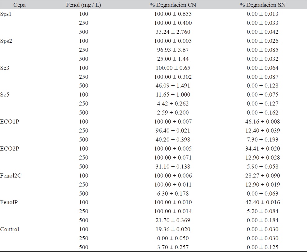 Porcentajes de degradaci&oacute;n de fenol en aguas tratadas provenientes de re-uso de la industria petrolera por las cepas aisladas, utilizando los factores nutricionales optimizados por dise&ntilde;o FFD