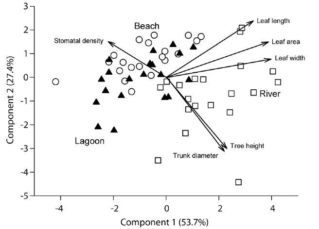 Biplot indicating the distribution of the scores from the Principal Component Analysis and the variables used for Rhizophora mangle tree and leaf characterization in three sampling sites (River, squares; Lagoon, triangles; Beach, circles) within the Xel-H&aacute; cove, Quintana Roo, Mexico. Each data point represents a tree.
