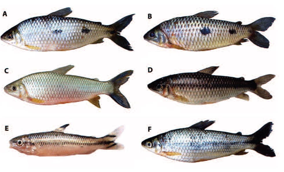 A. Leporinus reinhardti. B. Leporinus piau. C. Leporinus obtusidens. D. Leporinus taeniatus. E. Leporellus vittatus. F. Schizodon knerii. Scale bars: A, 1.7 cm; B, 1.8 cm; C, 2.7 cm; D, 1.6 cm; E, 1.5 cm and F, 2.4 cm.
