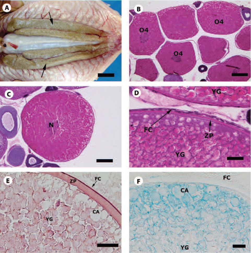 Mature ovaries and vitellogenic oocytes of Anostomidae fishes. A. Macroscopic view of L. obtusidens ovaries (arrows). B. Microscopic view of L. reinhardti ovaries filled with vitellogenic oocytes (O4) - HE. C. Detail of vitellogenic oocytes of L. reinhardti. HE. D. Squamous follicular cells in vitellogenic oocytes of L. vittatus. HE. E. Positive reaction to PAS in oocyte structures of L. piau. 
 F. Positive reaction to Alcian blue pH 2.5 in the cortical alveoli and follicular cells of L. piau. N, Nucleus; FC, Follicular cells; ZP, Pellucid zone; CA, Cortical alveoli; YG, Yolk globules. Scale bars: A, 5.7 cm; B, 200 µm; C, 160 µm; D, 20 µm; E, 20 µm; F, 20 µm.