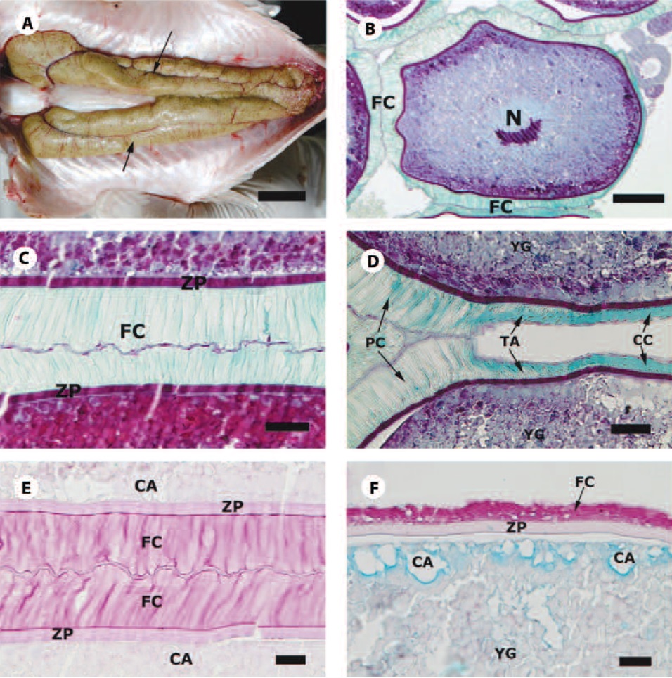 Schizodon knerii’s ovaries. A. Macroscopic view of mature ovaries (arrows). B. Vitellogenic oocytes. Gomori Trichrome. C. Details of the prismatic follicular cells in the vegetative pole. Gomori Trichrome. D. Transition between cubic follicular cells in the animal pole and prismatic follicular cells in the vegetative pole. Gomori Trichrome. E. Positive reaction to PAS in oocyte structures. F. Positive reaction to Alcian Blue pH 2.5 in the cortical alveoli and to PAS in the follicular cells, pellucid zone and yolk globule. N, Nucleus; FC, Follicular cells; ZP, Pellucid zone; CA, Cortical alveoli; YG, Yolk globules; TA, Transition area. Scale bars: A, 4.5 cm; B, 100 µm; C, 35µm; D, 27 µm; E, 20 µm; F, 20 µm.