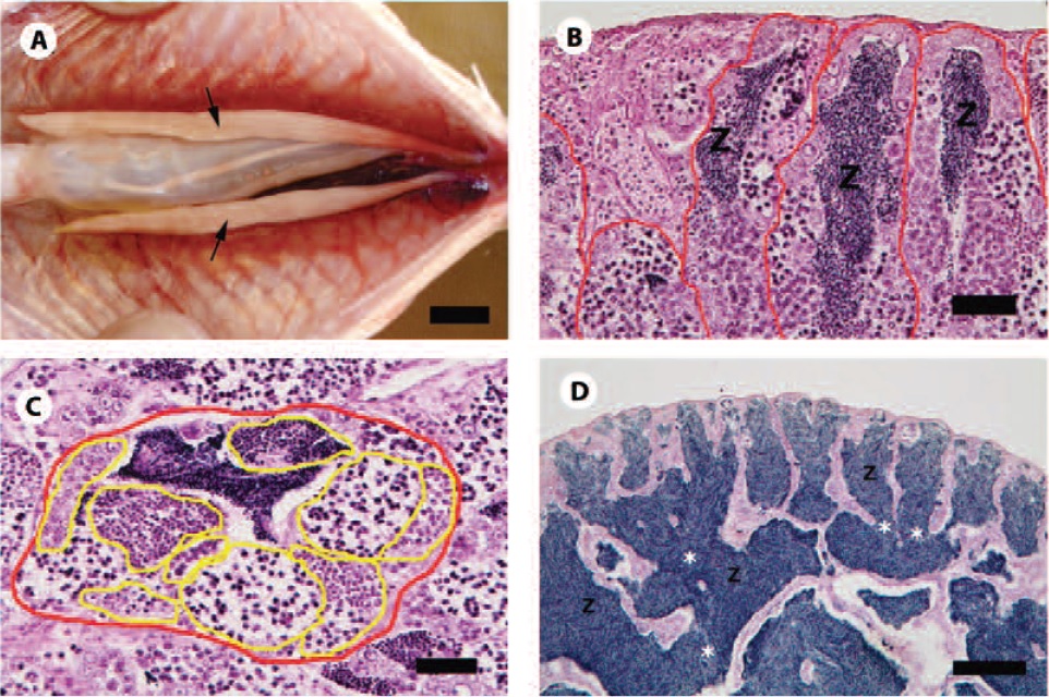 Mature testis of Anostomidae fishes. A. Macroscopic view of L. piau testis. B. Seminiferous tubules (red marking) in the testis of S. knerii. HE. C. Spermatogenic cells’ cysts (yellow marking) in the testis of L. taeniatus. HE. D. Anastomosing tubular testis of S. knerii. HE. Arrows, Testis; Z, Spermatozoas; Black asterisks, Cysts; White asterisks, Anastomosis. Scalebars: A, 4.5 cm; B, 40 µm; C, 30 µm; D, 200 µm.