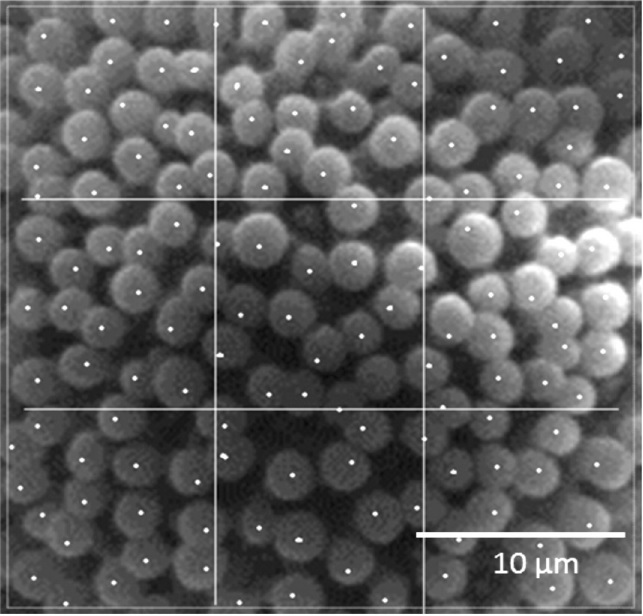 Pollen micrograph of Jatropha curcas count number of clavae per 900 &micro;m2.